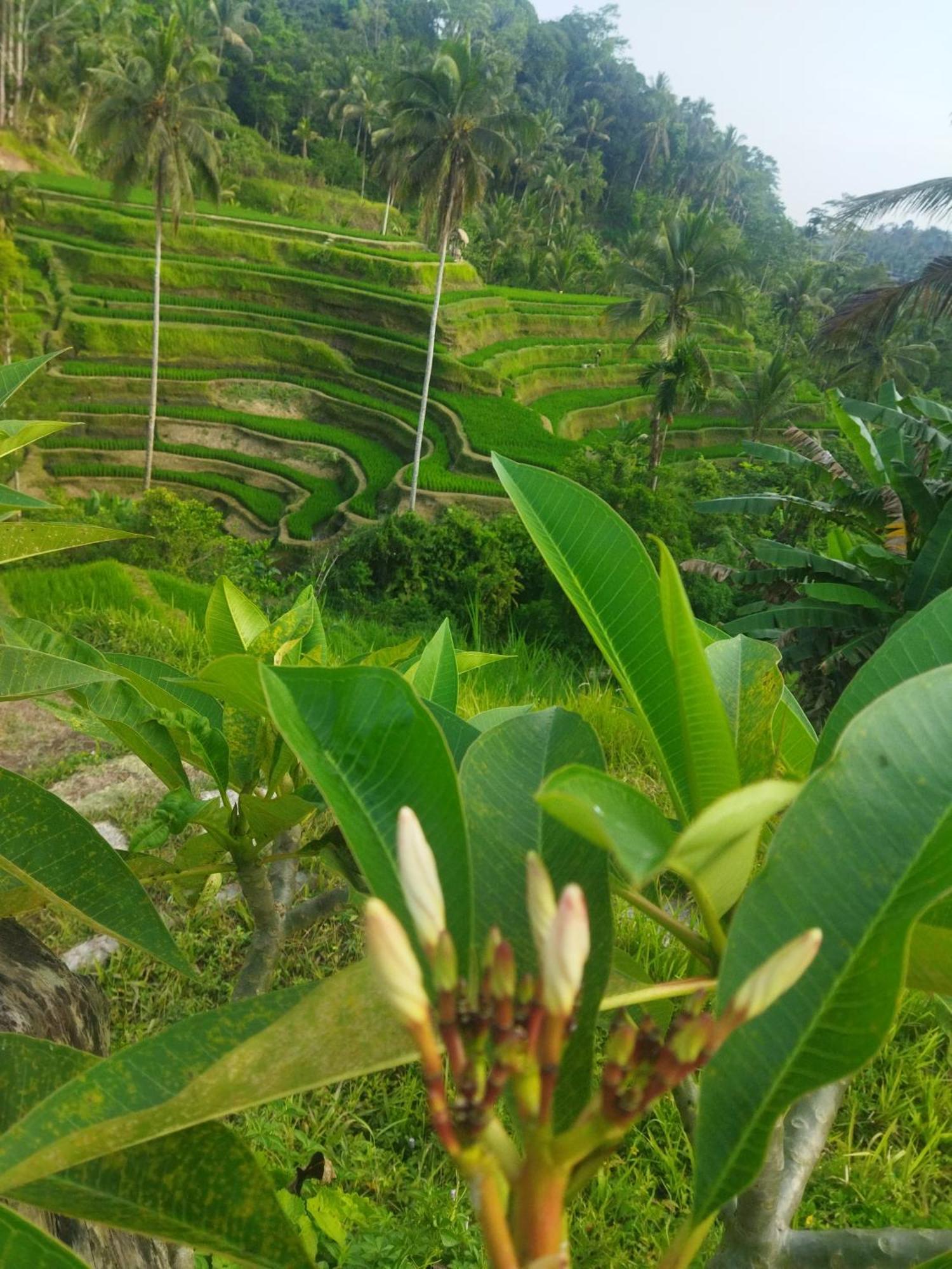 Wahwik'S House Hotel Ubud Eksteriør billede